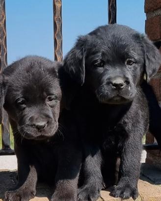 Labrador retriever cuccioli biondi e neri