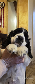 Cuccioli di cocker inglese maschi con pedigree