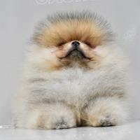 Spitz di pomerania nano