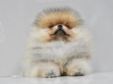 Spitz di pomerania nano