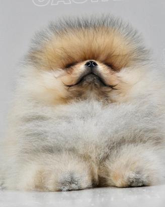 Spitz di pomerania nano