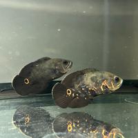 Coppia Astronotus