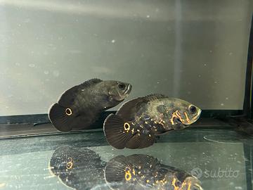 Coppia Astronotus