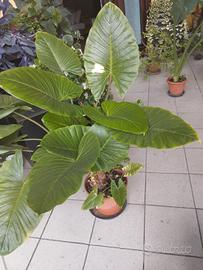 pianta orecchie di elefante 