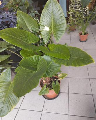 pianta orecchie di elefante 