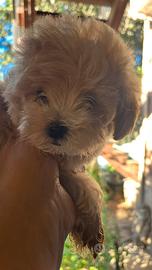 Maltipoo