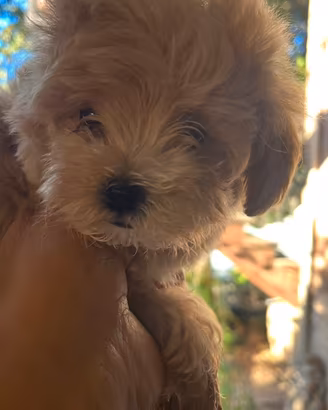 Maltipoo