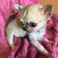 Micro Chihuahua SUPER SUPER TOY da adulto 1 kilo