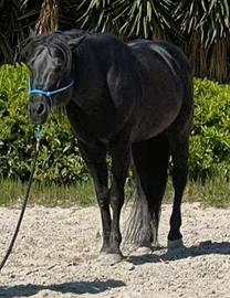 Cavallo