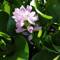 piante acquatiche varie