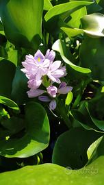 piante acquatiche varie