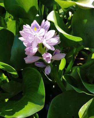 piante acquatiche varie