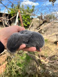 Cuccioli conigli nani ariete