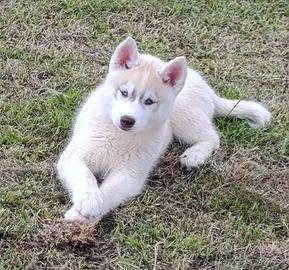 Cuccioli di siberian husky con pedigree