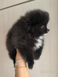 Spitz di Pomerania