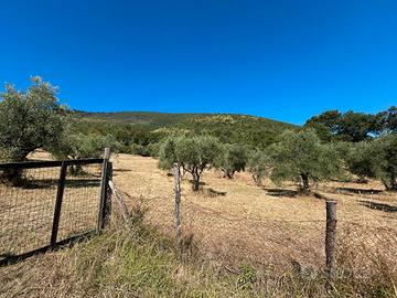 Terreno/Uliveto