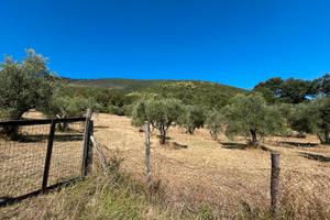 Terreno/Uliveto