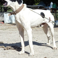 Pastore dell'Asia centrale