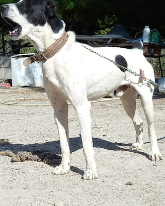 Pastore dell'Asia centrale