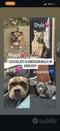 Cucciolate american bully poket in arrivo