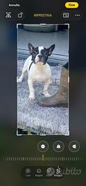 Bulldog francese( con codino)