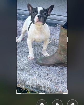 Bulldog francese( con codino)