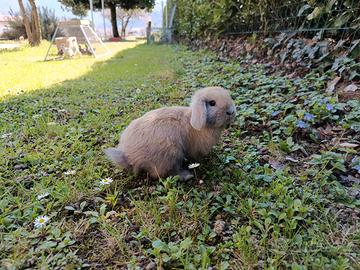 Coniglietti Ariete nani