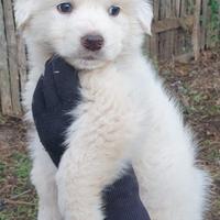 Cuccioli di pastore maremmano