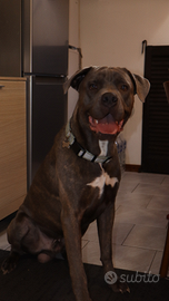 Cane corso