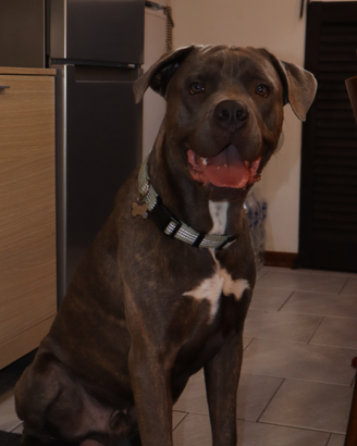 Cane corso