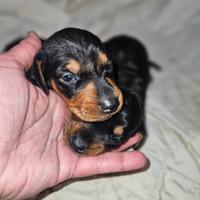 Bassotto tedesco kaninchen