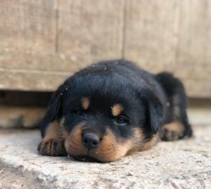 Cuccioli Rottweiler