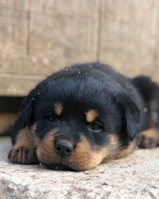 Cuccioli Rottweiler