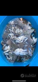 Granchi blu