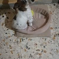 Jack Russell Terrier cane di razza, taglia piccola