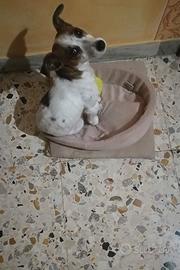 Jack Russell Terrier cane di razza, taglia piccola