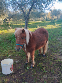 Poni falabella,8 anni gravida,doc ok analisi ok bu