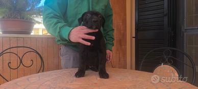 Cuccioli cane corso