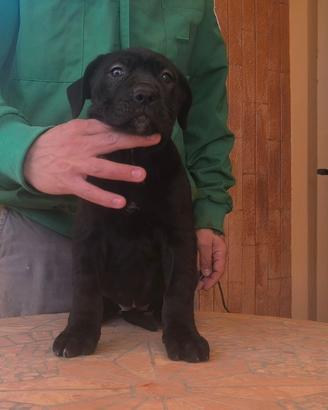 Cuccioli cane corso