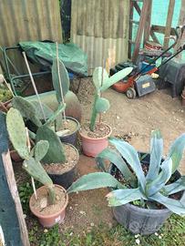 piante