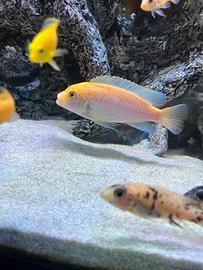 Ciclidi Metriclima