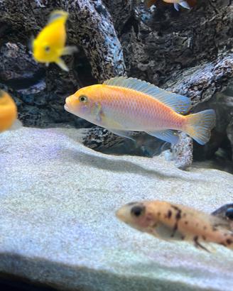 Ciclidi Metriclima
