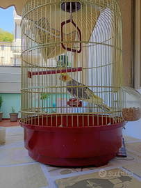 Calopsita con gabbia