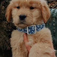 Golden retriever cuccioli