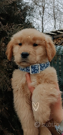 Golden retriever cuccioli