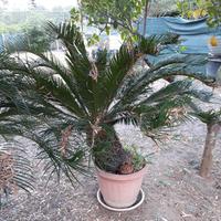 pianta cycas