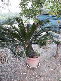 pianta cycas