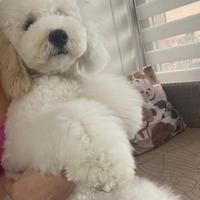 Barbone nano maschio disponibile per monta