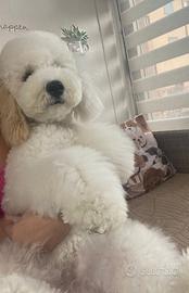 Barbone nano maschio disponibile per monta