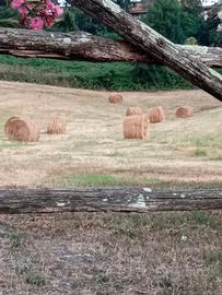 vendi fieno prato naturale in  rotoballe
